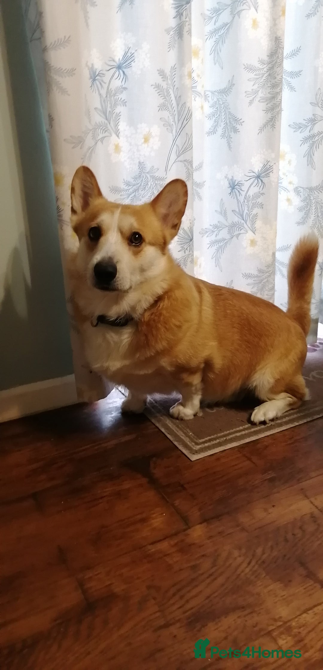 Welsh Corgi Cardigan dogs for sale: Adult Corgi - Advert 1