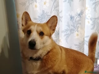 Welsh Corgi Cardigan dogs Adult Corgi - Advert 2