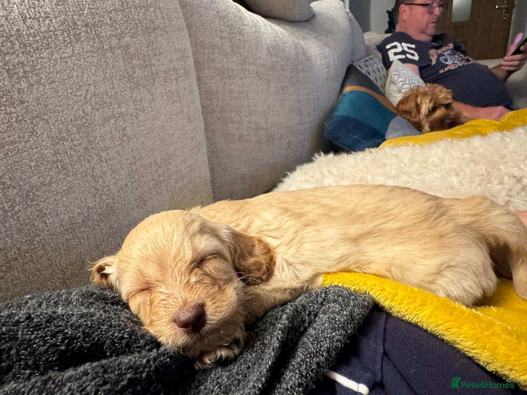 Cavapoo dogs for sale: Cavapoo puppies 1 male 1 female left - Image 5