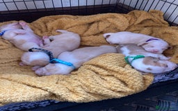 Beagle dogs for sale: Beautiful pedigree beagle pups - Image 10