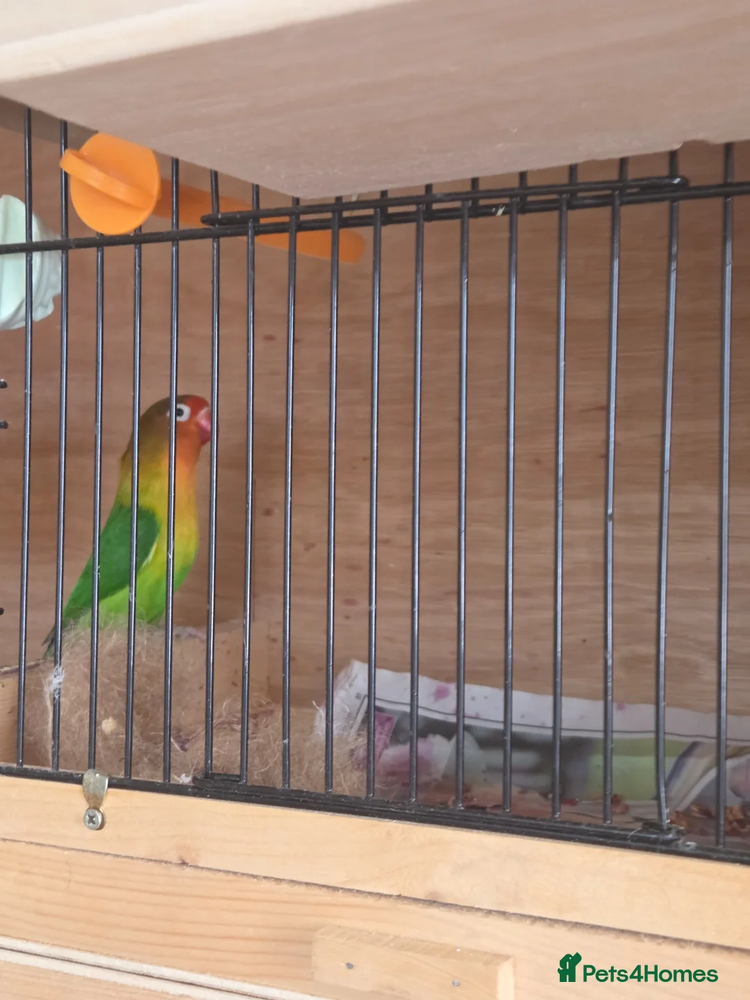 Lovebirds birds for sale: Pair of fischer lovebirds - Advert 2