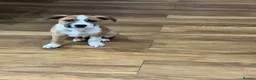 Mixed Breed dogs for sale: Border Collie x Staffie pup, male, tan/white.  in Wakefield - Advert 5