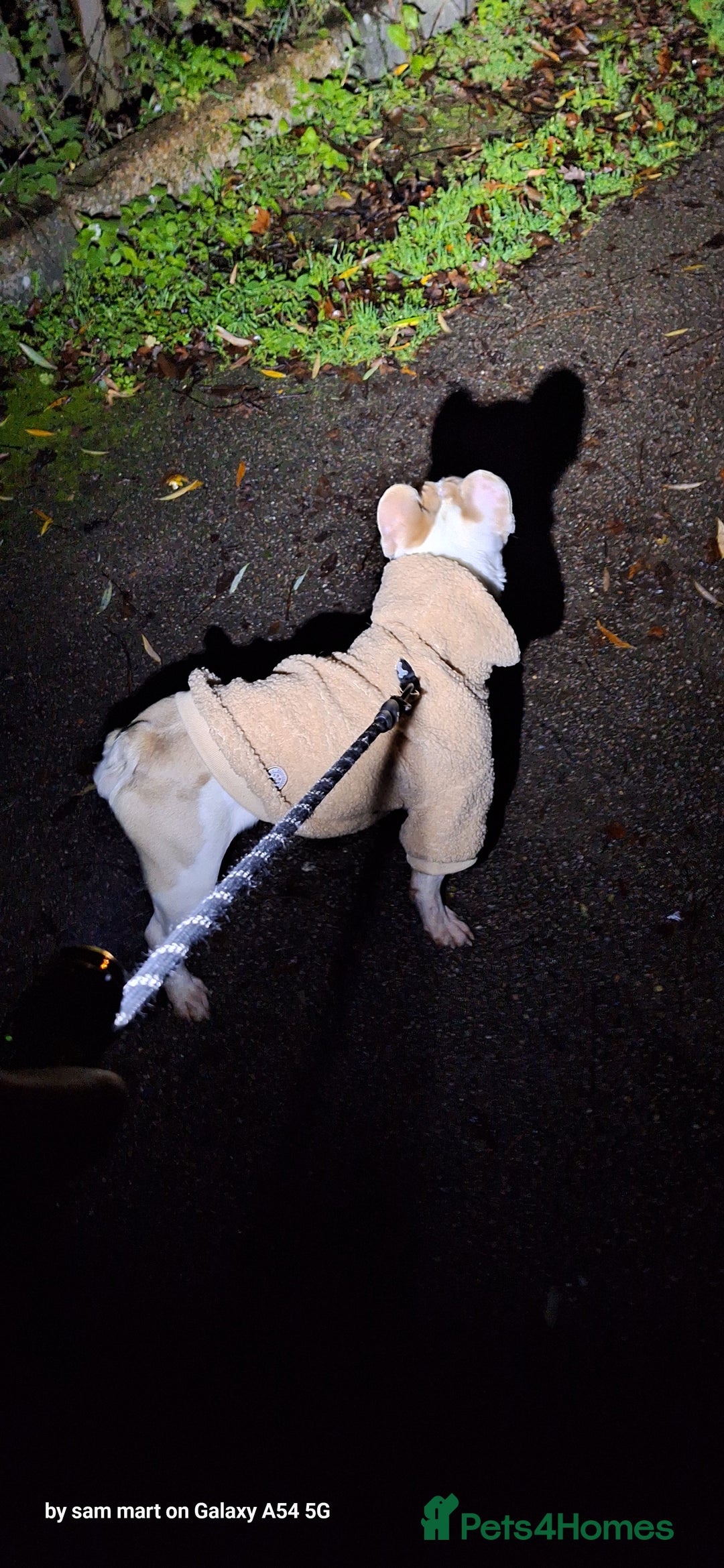 French Bulldog dogs for sale: French bulldog 12 month's old - Advert 2