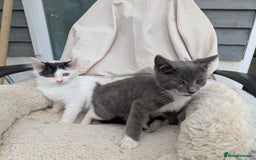 Turkish Van cats for sale: Beautiful kittens for sale  - Image 7