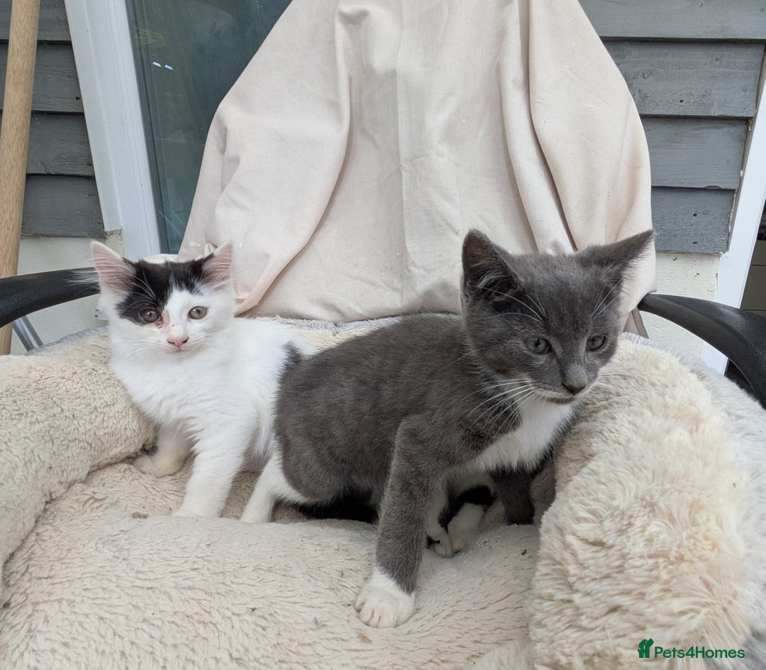 Turkish Van cats for sale: Beautiful kittens for sale  - Image 7