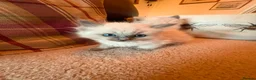 Ragdoll cats for sale: Beautiful Ragdol Kittens - Advert 10