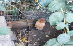 Hens poultry for sale: 4 MIXED PUREBRED HENS - Image 7