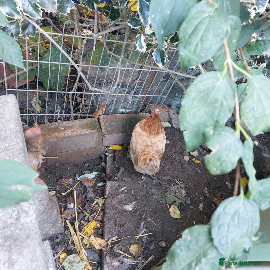 Hens poultry for sale: 4 MIXED PUREBRED HENS - Image 7