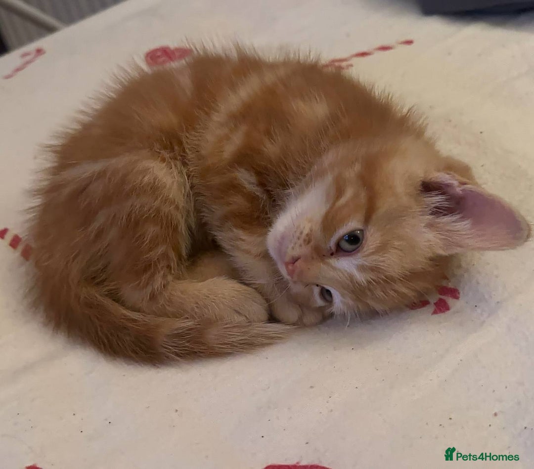 Domestic Shorthair cats for sale: 6 kittens - ready to move to new loving families - Advert 15