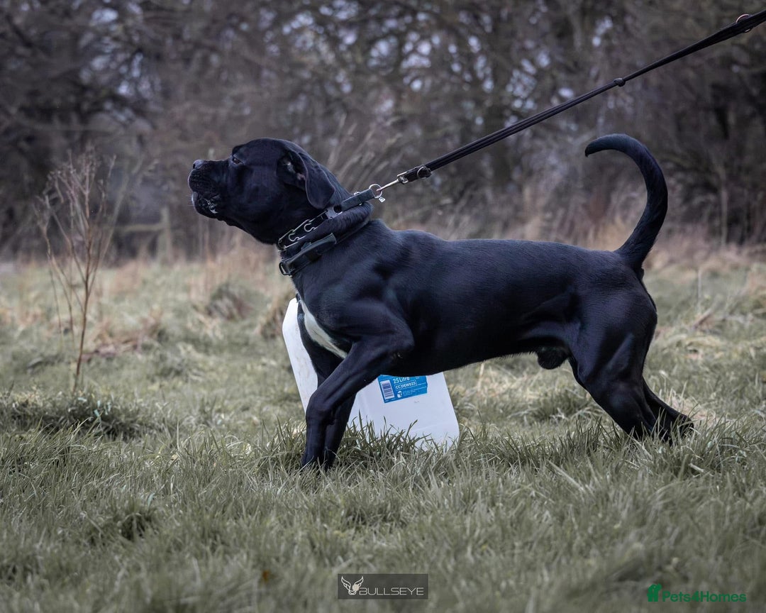 Cane Corso dogs for sale: 1 & only uk bloodline - Image 12