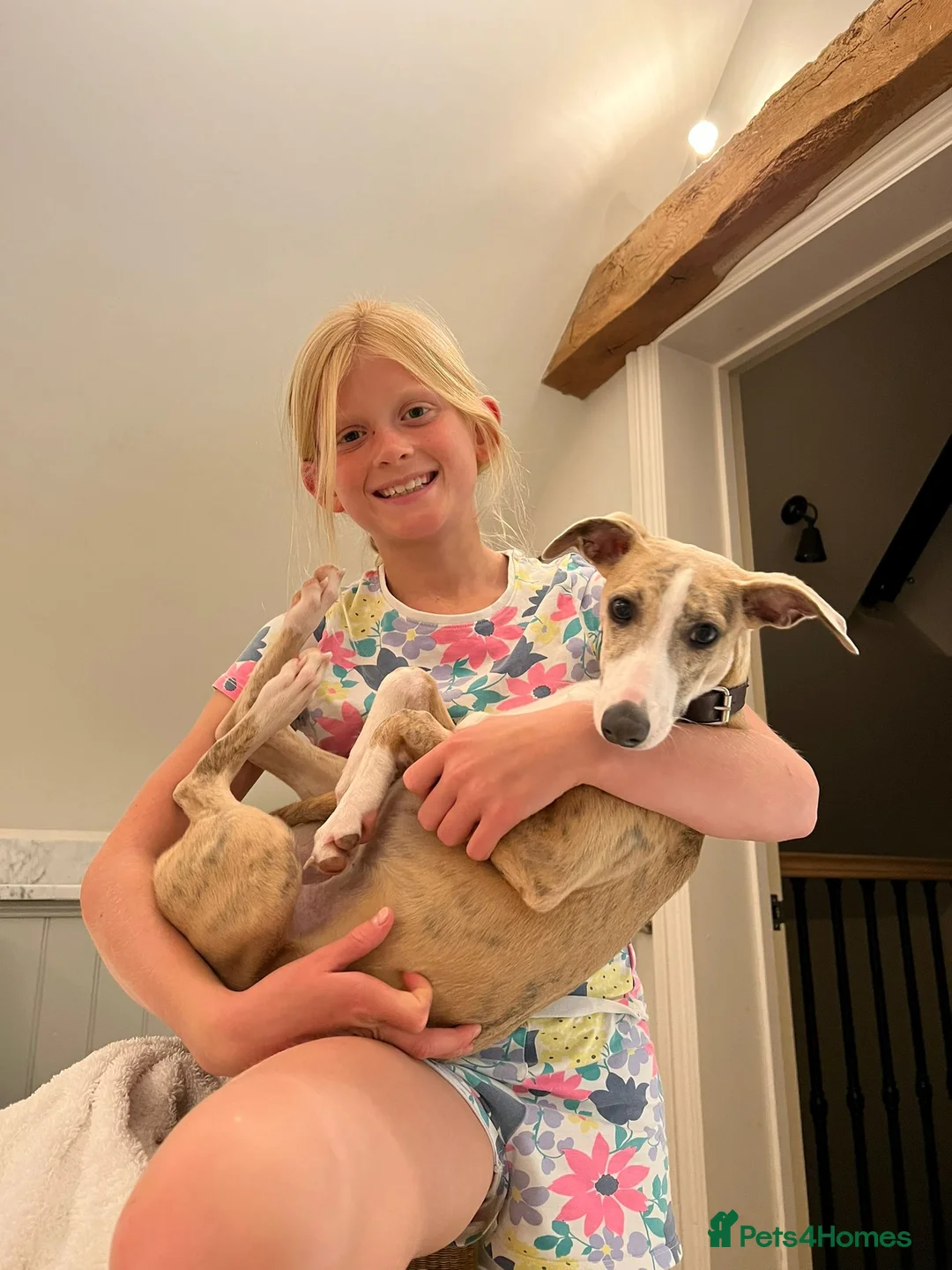 Whippet dogs for sale: Handsome Pedigree Whippet Puppies  - Advert 3