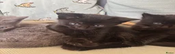 Mixed Breed cats for sale: 3 beautiful kittens looking for forever homes  - Advert 6