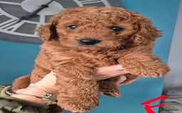 Cockapoo dogs for sale: Cockapoo f1b - Image 12