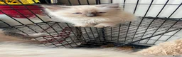 Ragdoll cats for sale: Ragdoll kittens - Advert 16