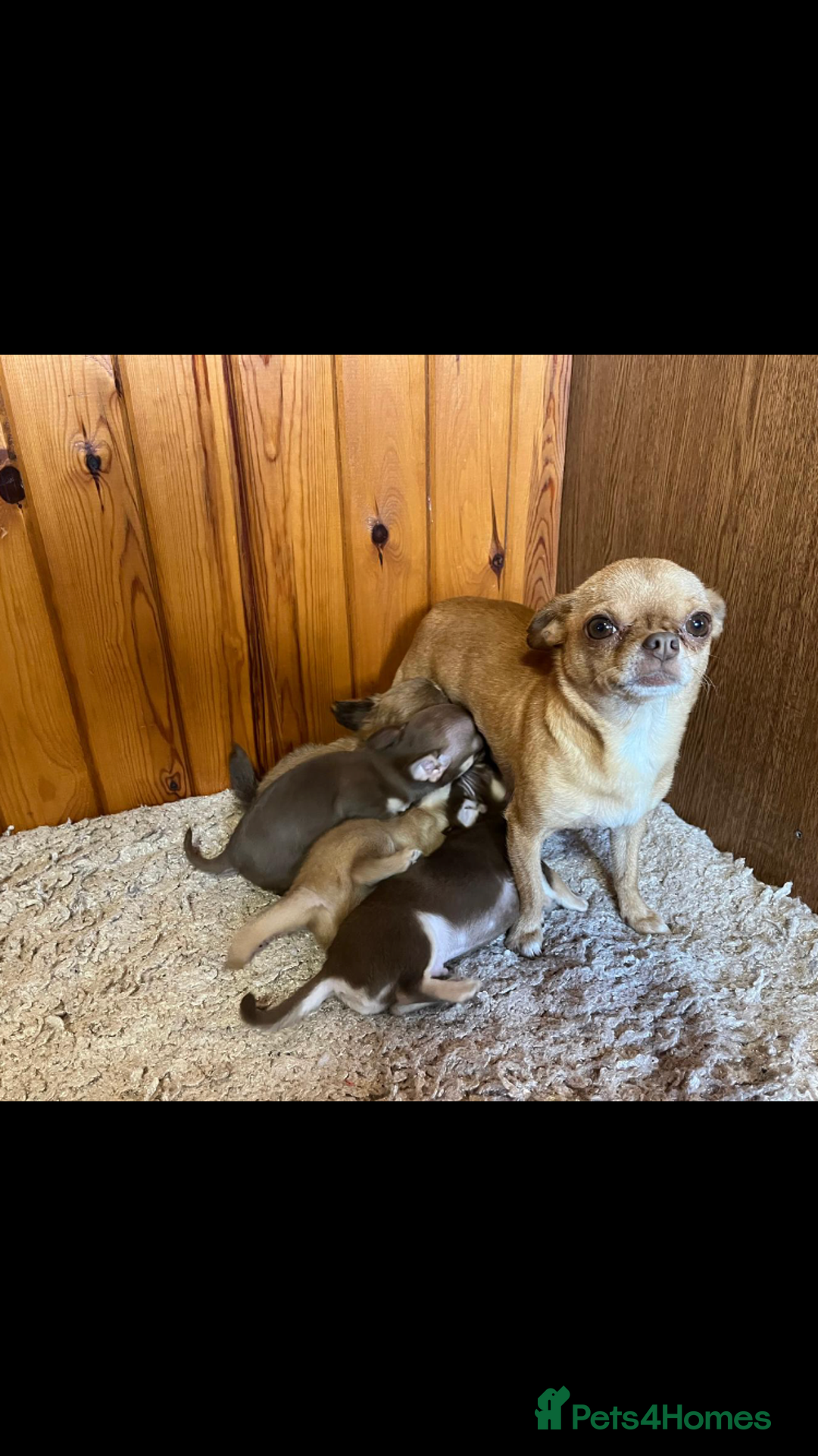 Chihuahua dogs for sale: 💥Adorable puppies💥 - Image 9