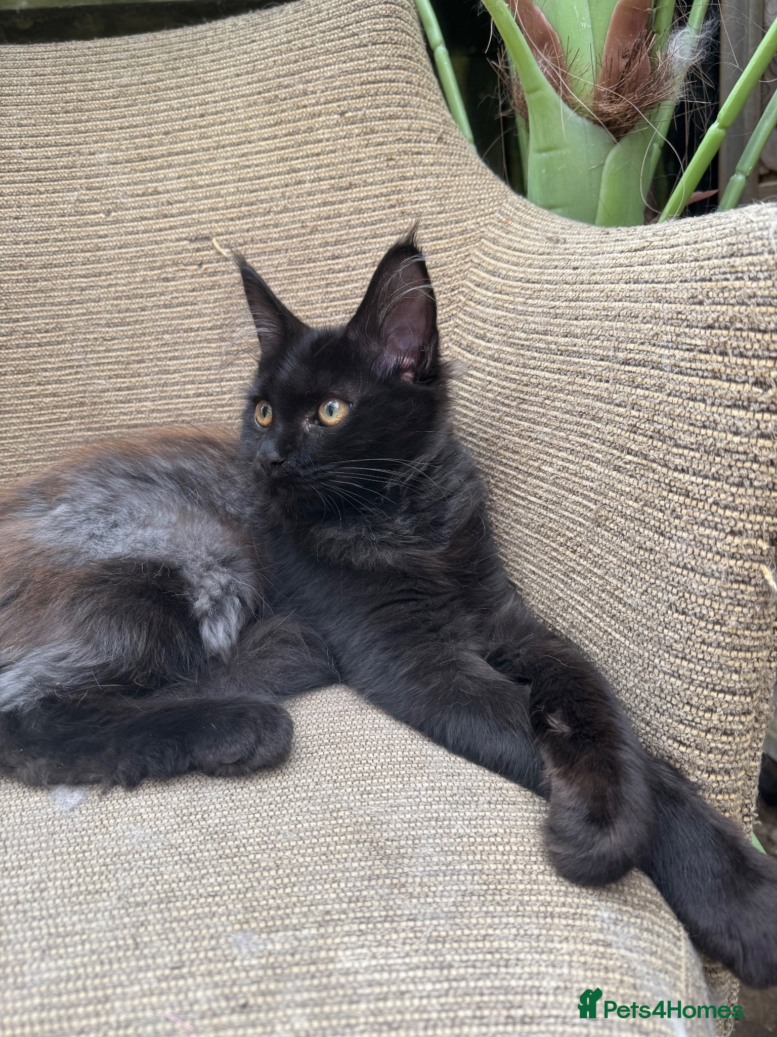Maine Coon cats Exceptional pedigree MaineCoons - Phantom & Sprite - Advert 2