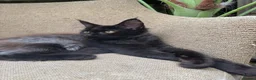 Maine Coon cats for sale: Exceptional pedigree MaineCoons - Phantom & Sprite - Advert 32