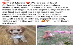 Cavapoo dogs for sale: Stunning Deep red health tested f1 cavapoos  - Image 16