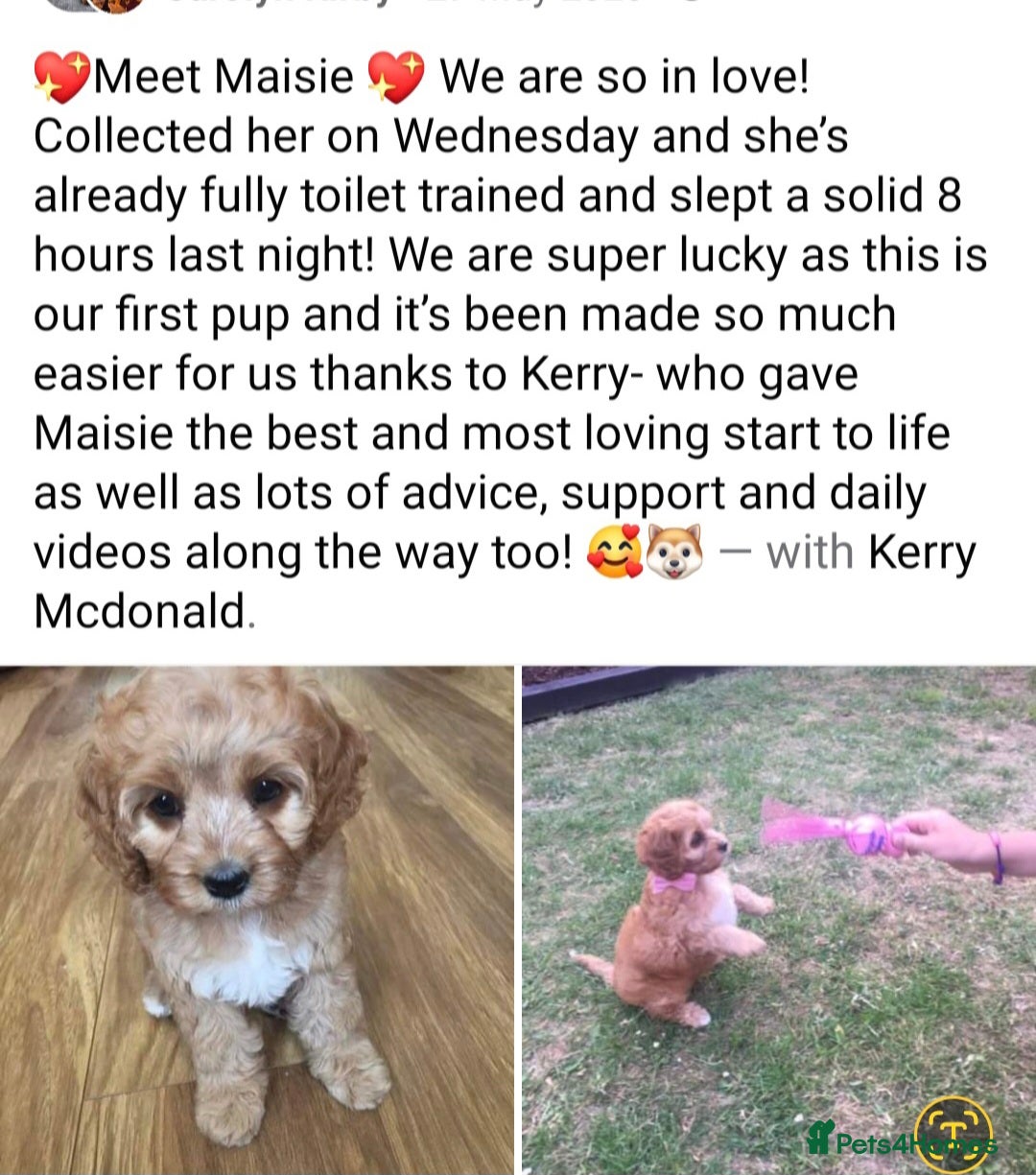 Cavapoo dogs for sale: Stunning Deep red health tested f1 cavapoos  - Image 16