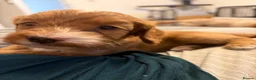 Cockapoo dogs for sale: F2B cockapoo Puppies in Fareham - Advert 10