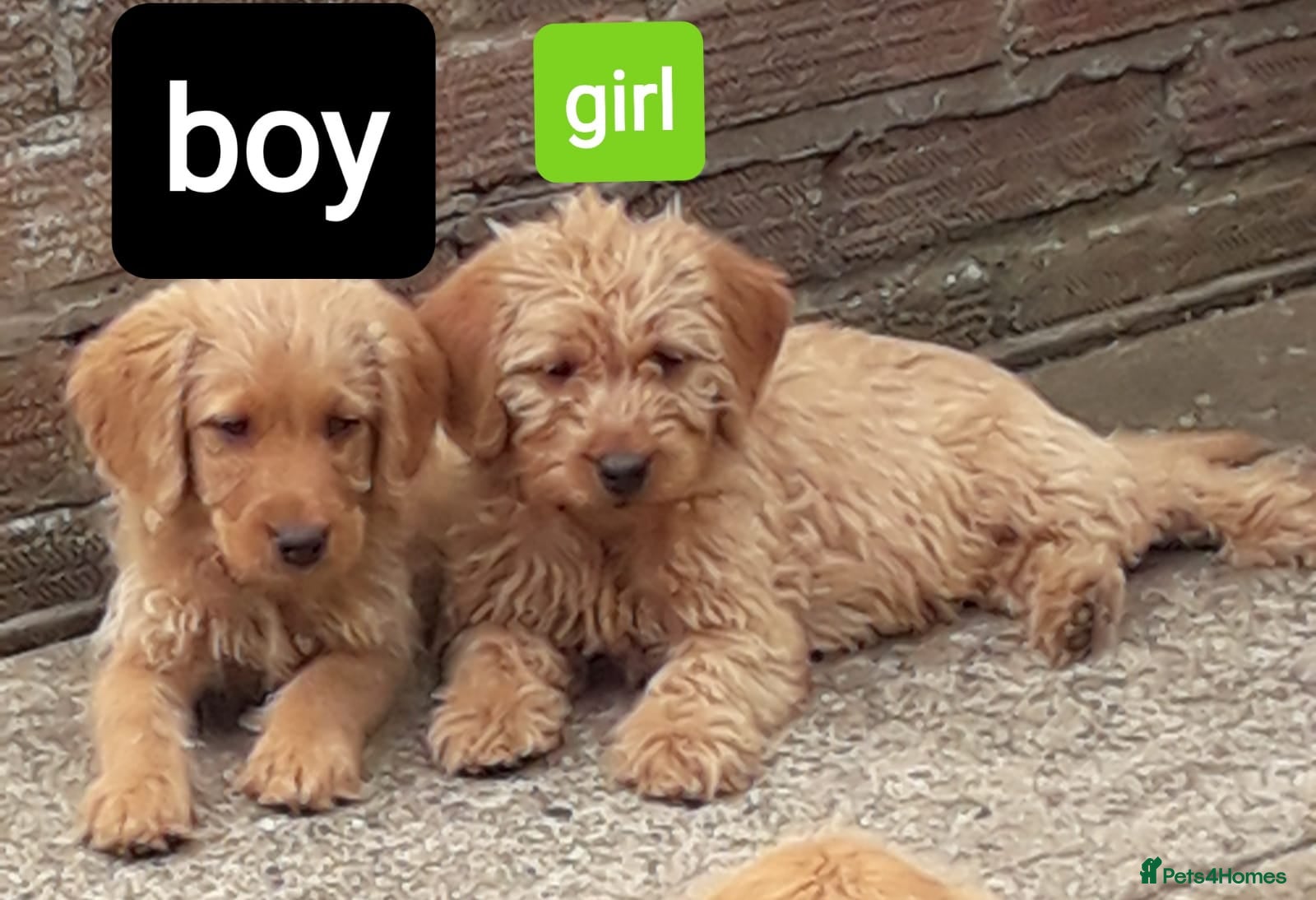 Labradoodle dogs Miniature Labradoodle Puppies / fully vaccinated  - Advert 18