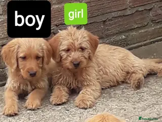 Labradoodle dogs Miniature Labradoodle Puppies / fully vaccinated - Advert 18