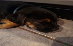 Border Terrier dogs for sale: Border Terrier KC registered 3x dogs for sale - Image 8