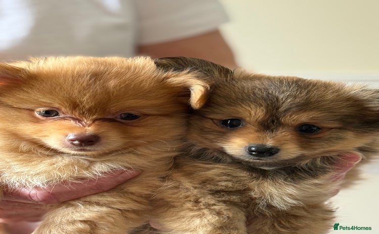 Pomeranian dogs - Advert 1