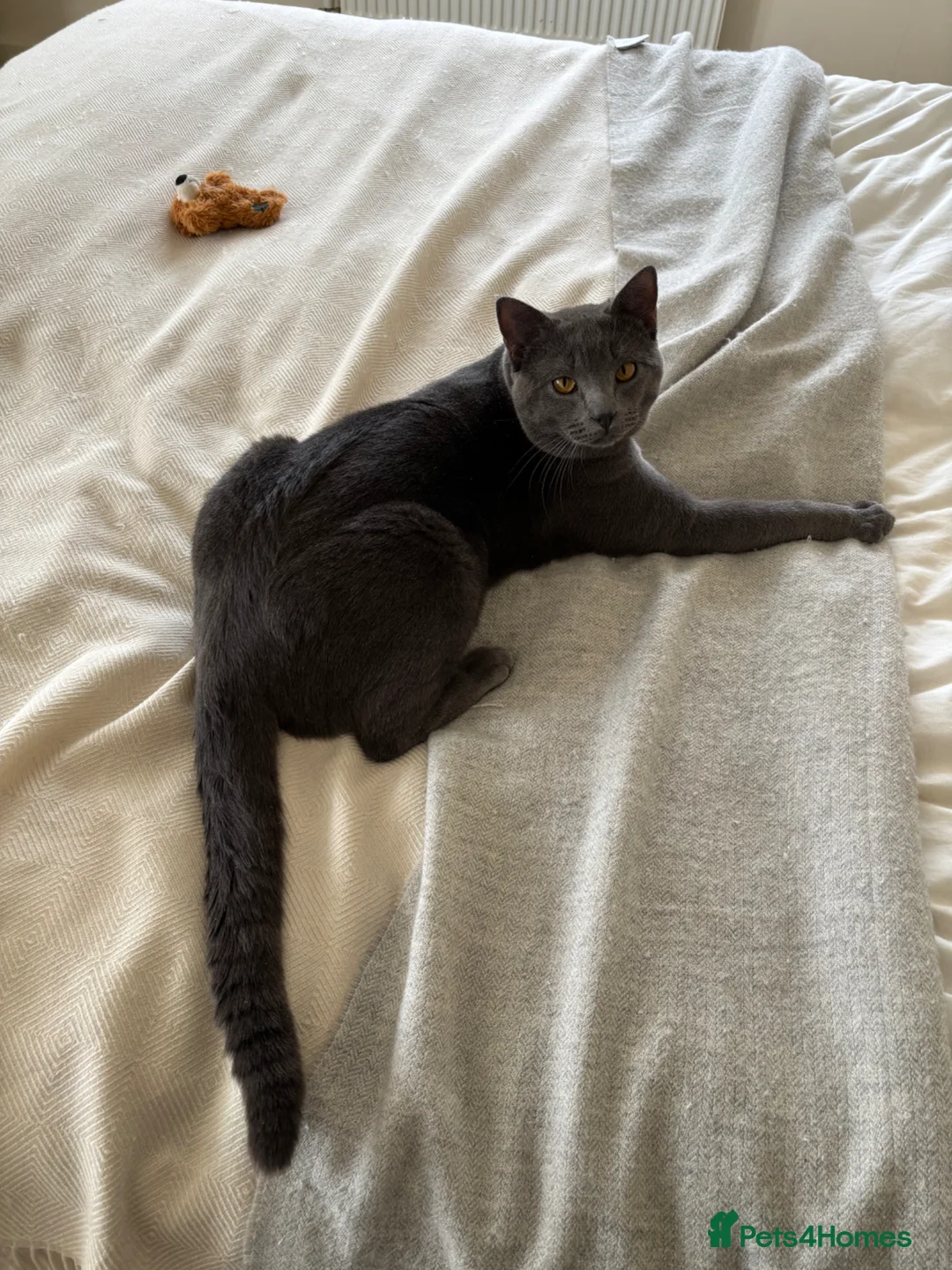 Chartreux cats for sale: Adorable friendly playful Chartreux - Advert 5