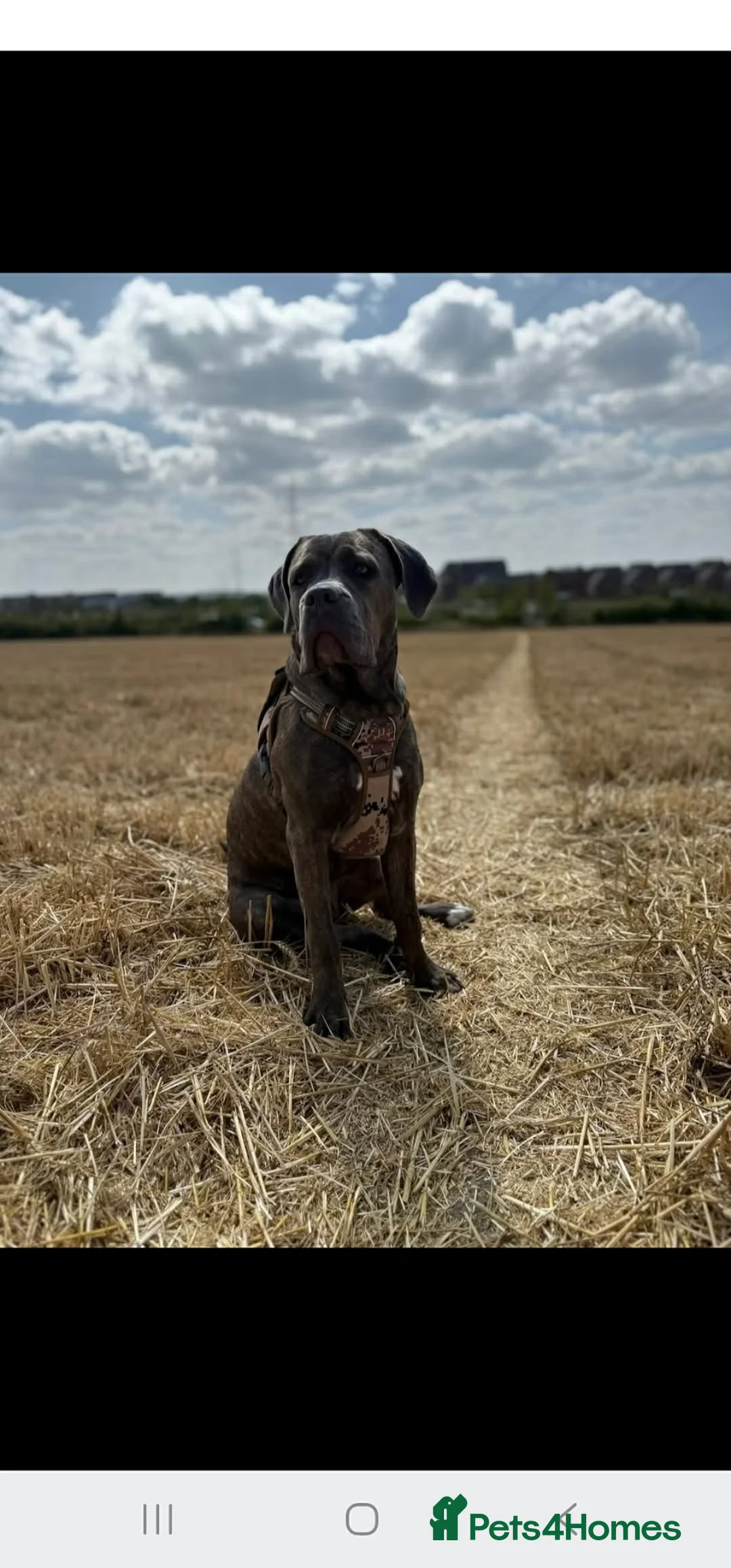 Cane Corso dogs for sale: Stormi - Beautiful Cane Corso  - Advert 2