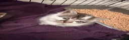 Bengal cats for sale: Bengal cross kittens  - Advert 3