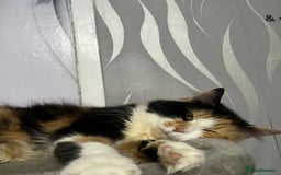Mixed Breed cats for sale: Kittens for sale  - Image 16