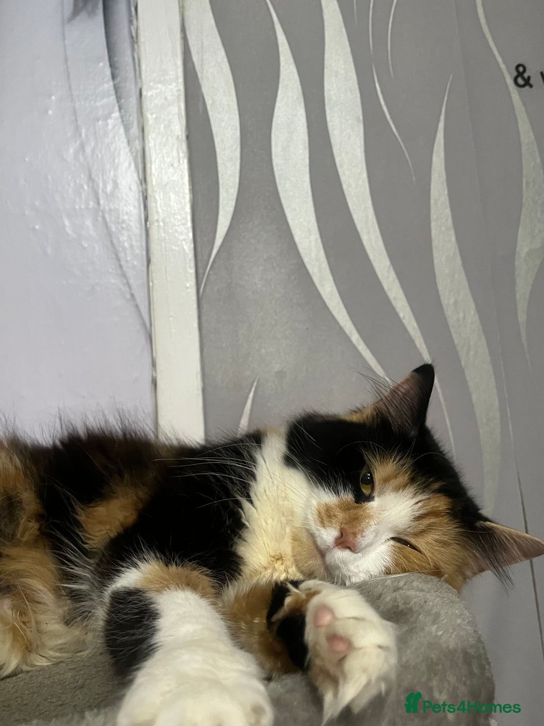 Mixed Breed cats for sale: Kittens for sale  - Image 16