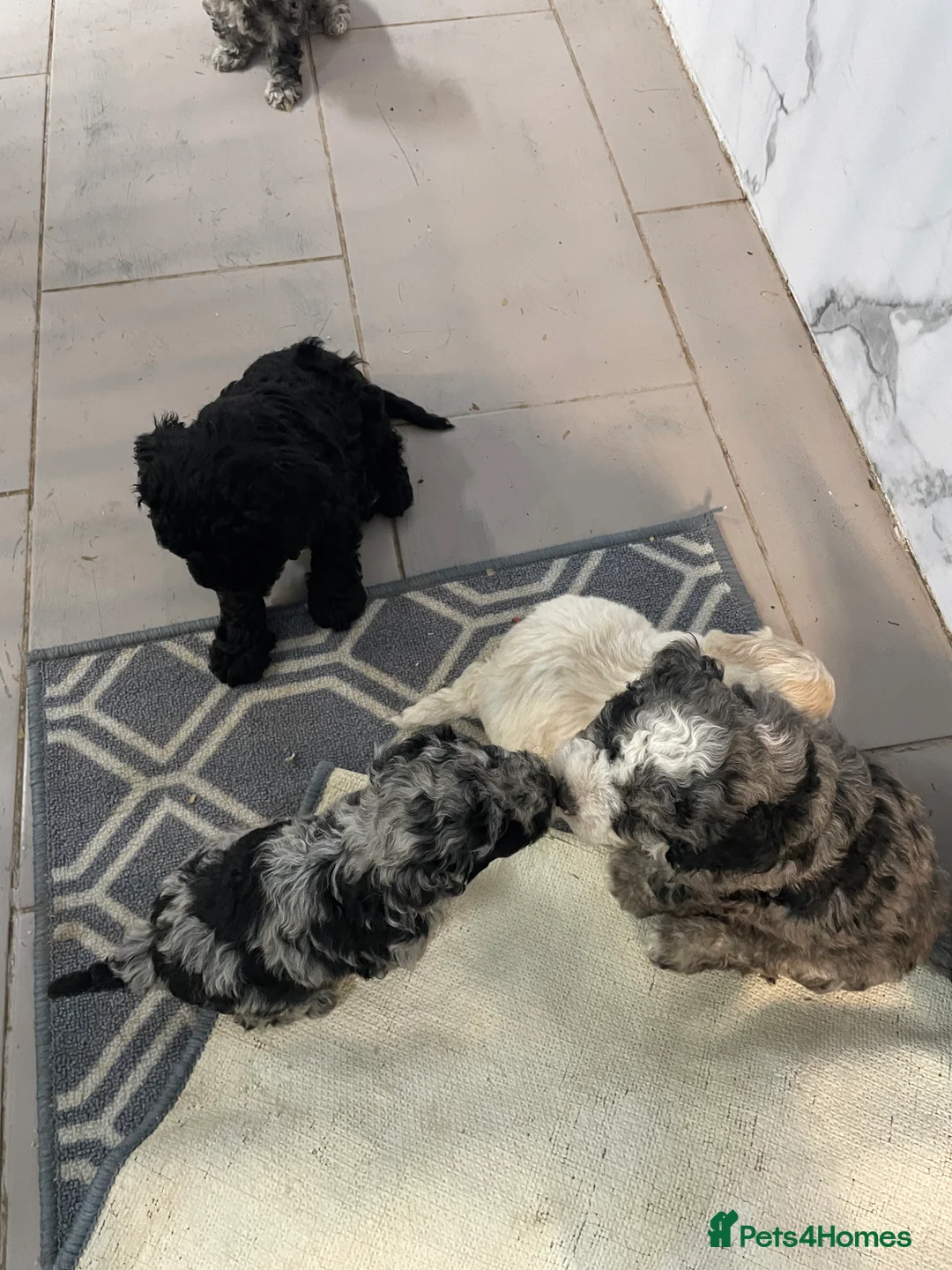 Cockapoo dogs for sale: Stunning F1B cockapoo puppies Boys & Girls  - Advert 14