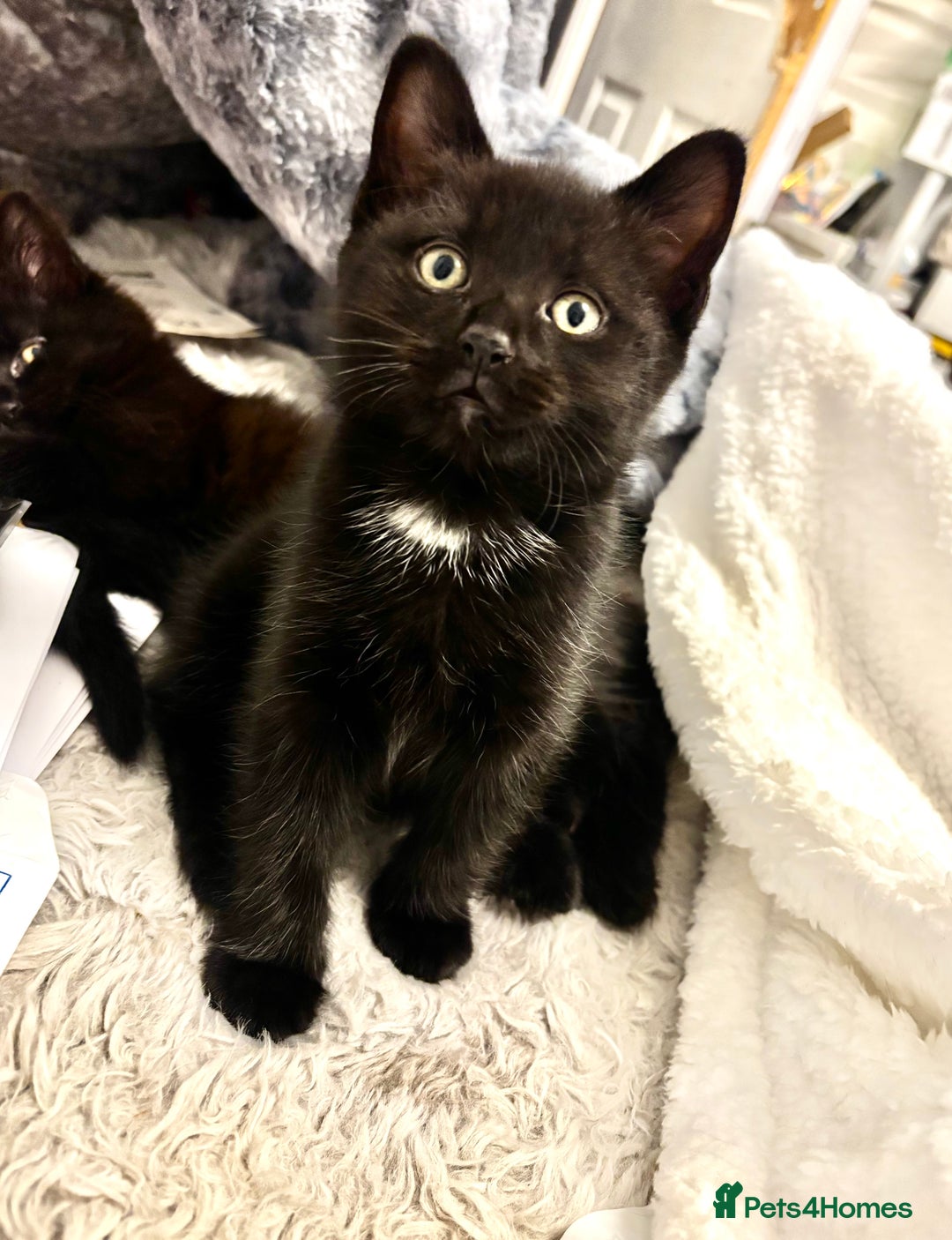 Mixed Breed cats for sale: Very fluffy, playful kittens - Advert 14