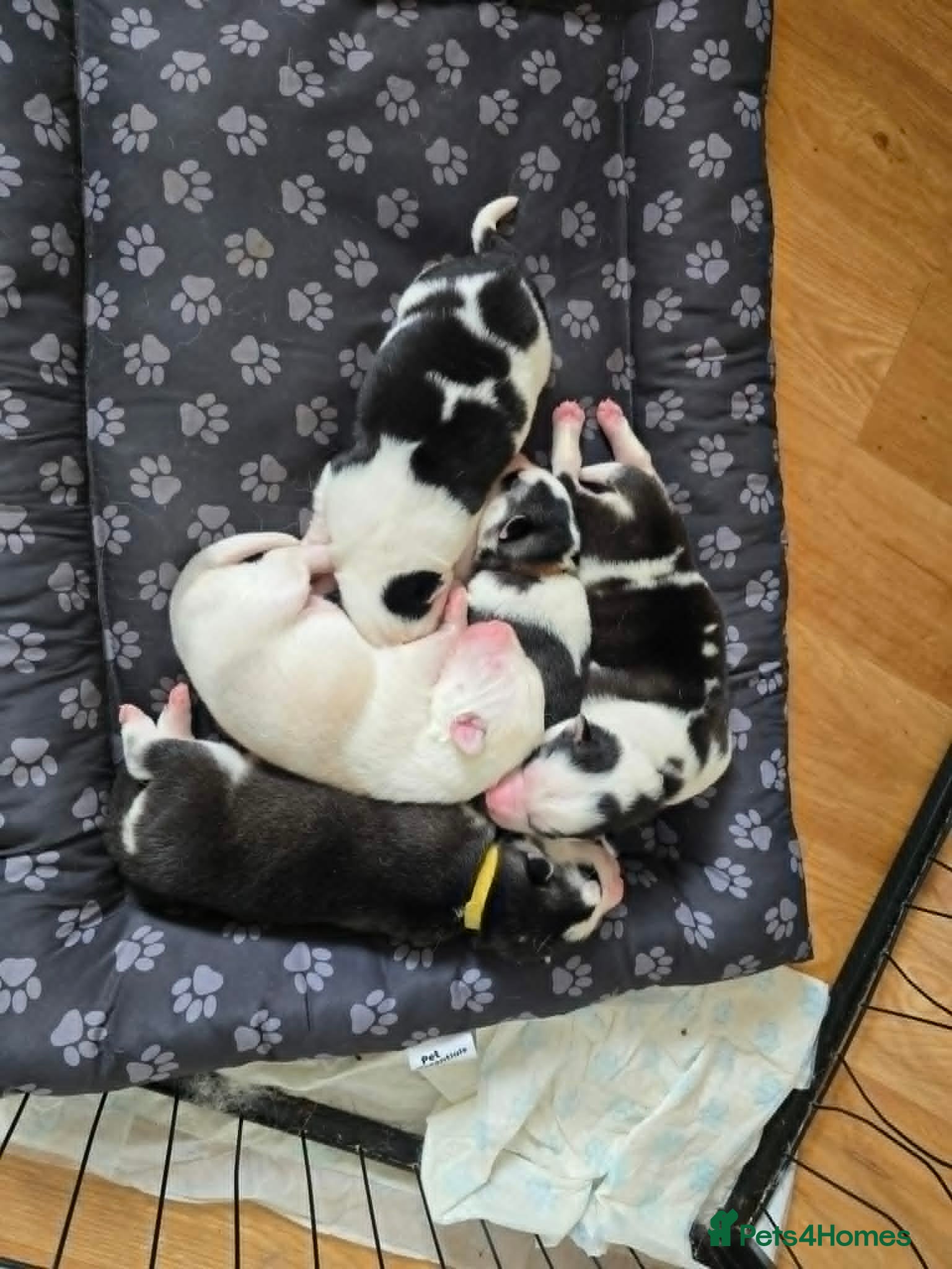 Siberian Husky dogs SIBERIAN HUSKY PUPS, 4 GIRLS, 1 BOY  - Advert 2