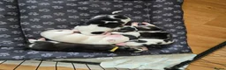 Siberian Husky dogs for sale: SIBERIAN HUSKY PUPS, 4 GIRLS, 1 BOY  - Advert 22