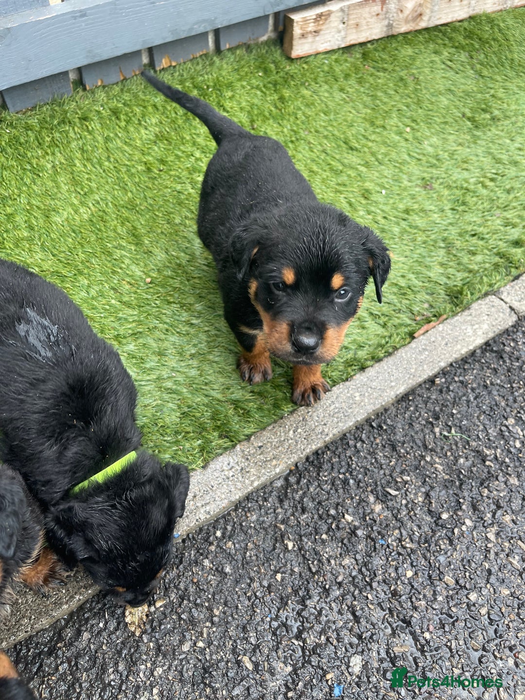 Rottweiler dogs for sale: Rotty/rottweiler puppies - Image 5