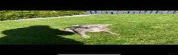 Staffordshire Bull Terrier dogs for sale: Rehome my staffy  in Glasgow - Advert 2
