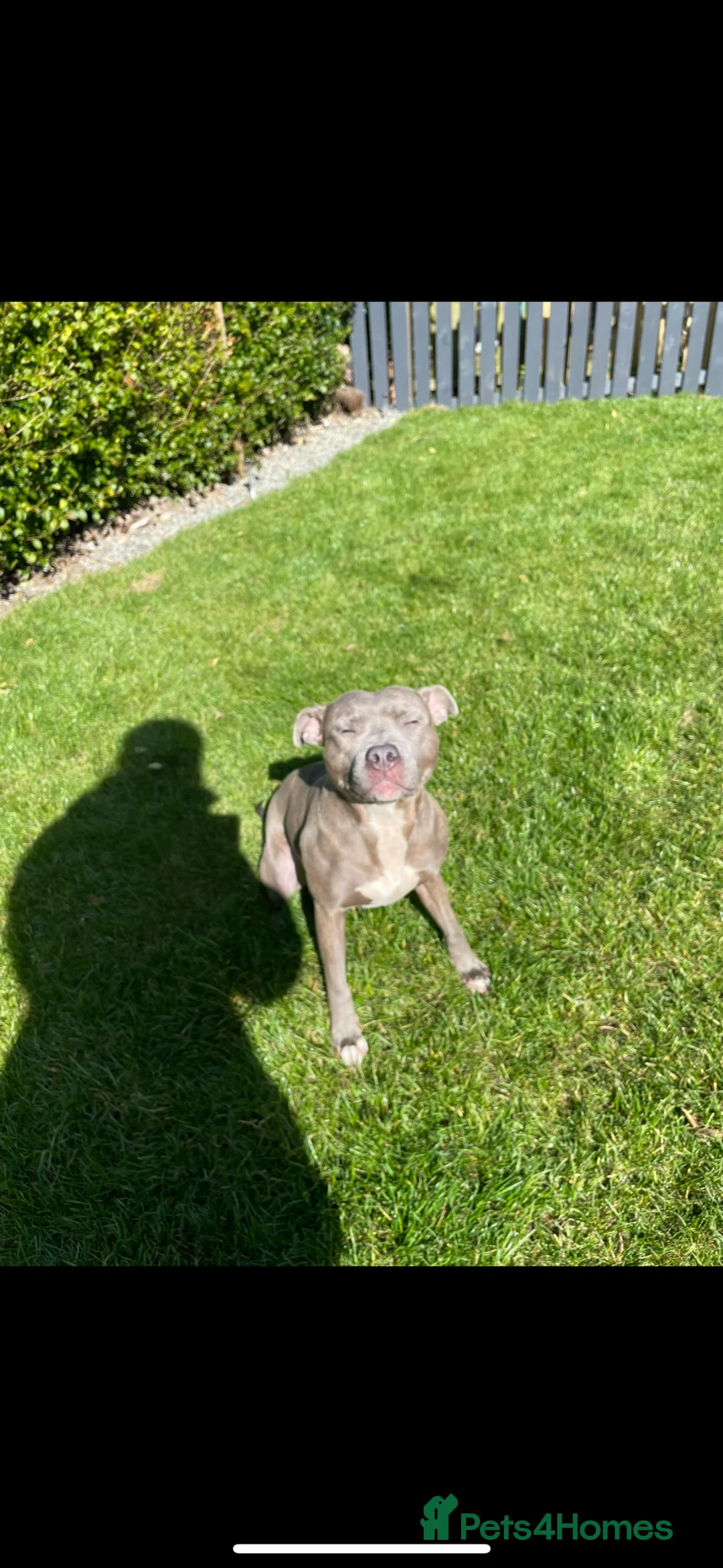 Staffordshire Bull Terrier dogs for sale: Rehome my staffy  in Glasgow - Advert 2