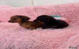 Miniature Dachshund dogs for sale: Dachshund - Image 4