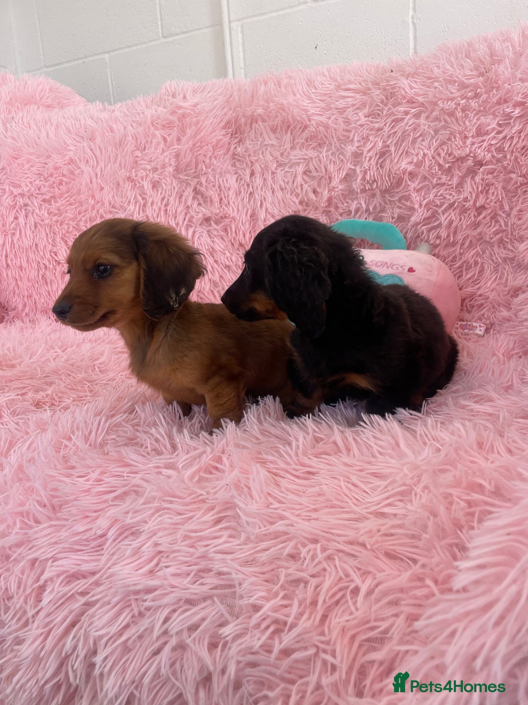 Miniature Dachshund dogs for sale: Dachshund - Image 4