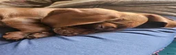 Miniature Dachshund dogs for sale: 2 month female. Dachhund - Advert 5