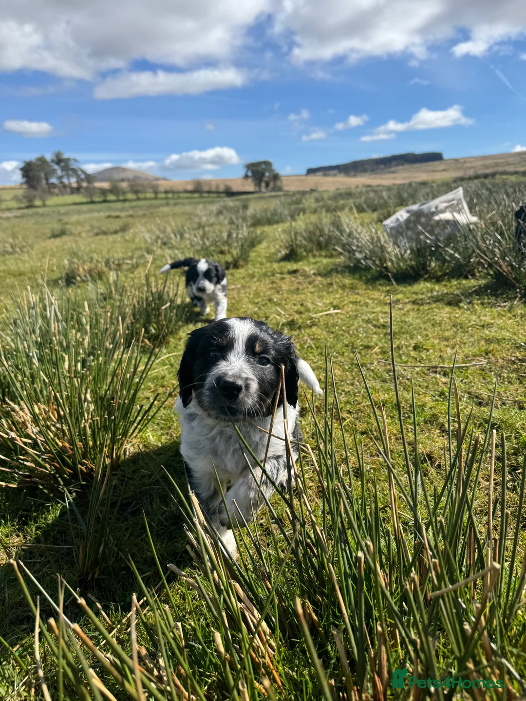 Mixed Breed dogs for sale: Border Collie x Cocker Spaniel  - Advert 2