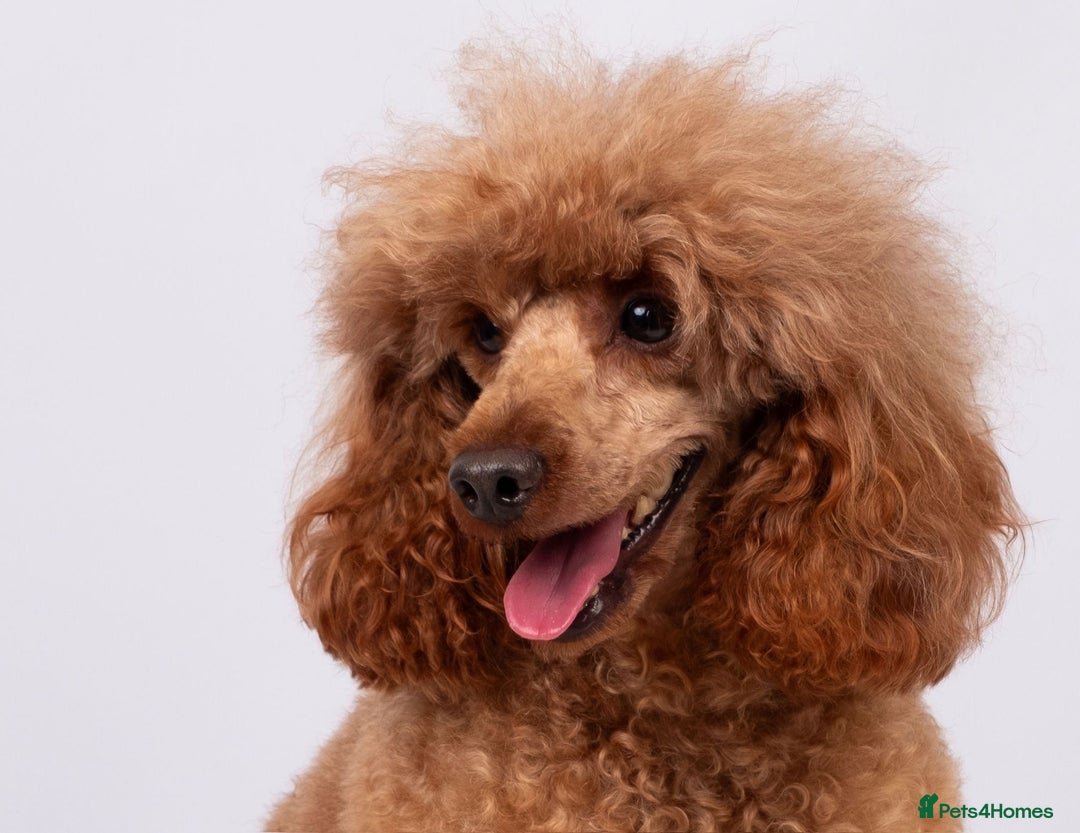 Cockapoo dogs for sale: Fox red F1 cockapoos  - Advert 14