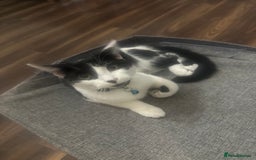 British Shorthair cats for sale: 3 grey beautiful girls  - Image 9