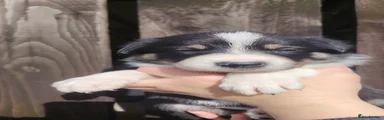Border Collie Puppy 5
