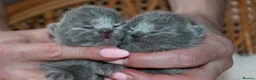 British Shorthair cats for sale: Exceptional quality champions line GCCF/TICA  reg - Advert 3