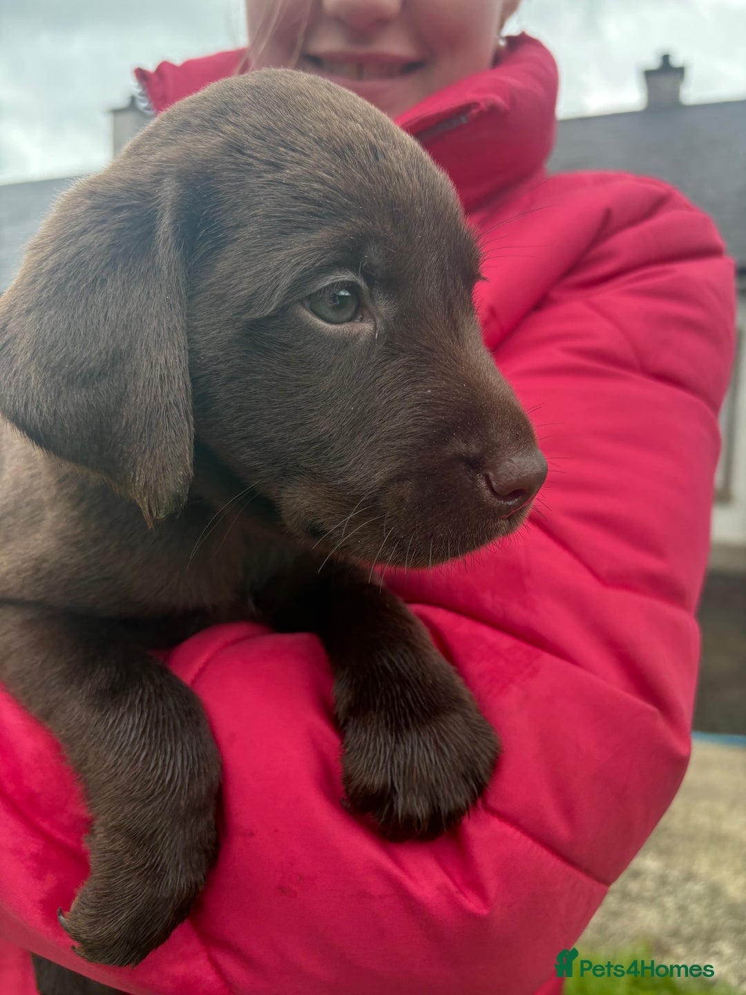 Labrador Retriever dogs for sale: Chocolate Labrador pups  - Image 3