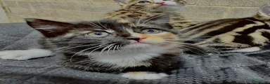 Siberian Kitten 3